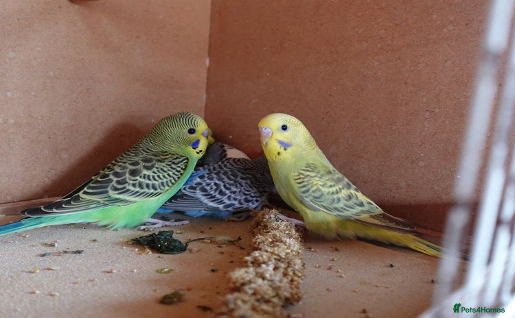 Budgerigars birds - Advert 11