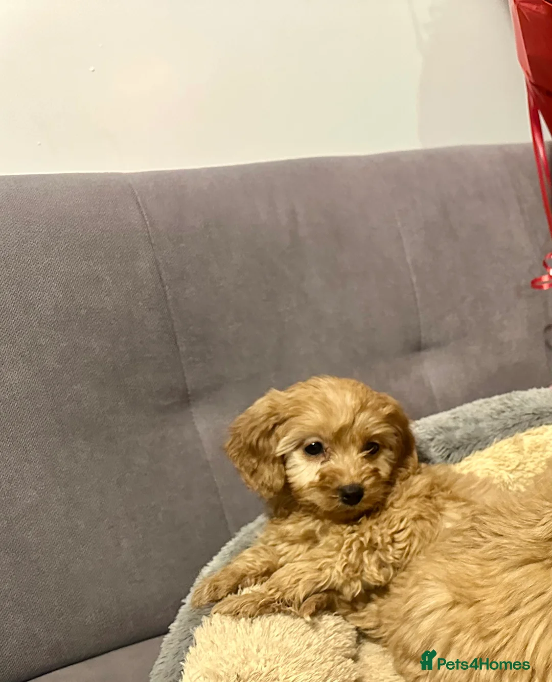 Cavapoo dogs for sale: Cavapoo puppies - Advert 4