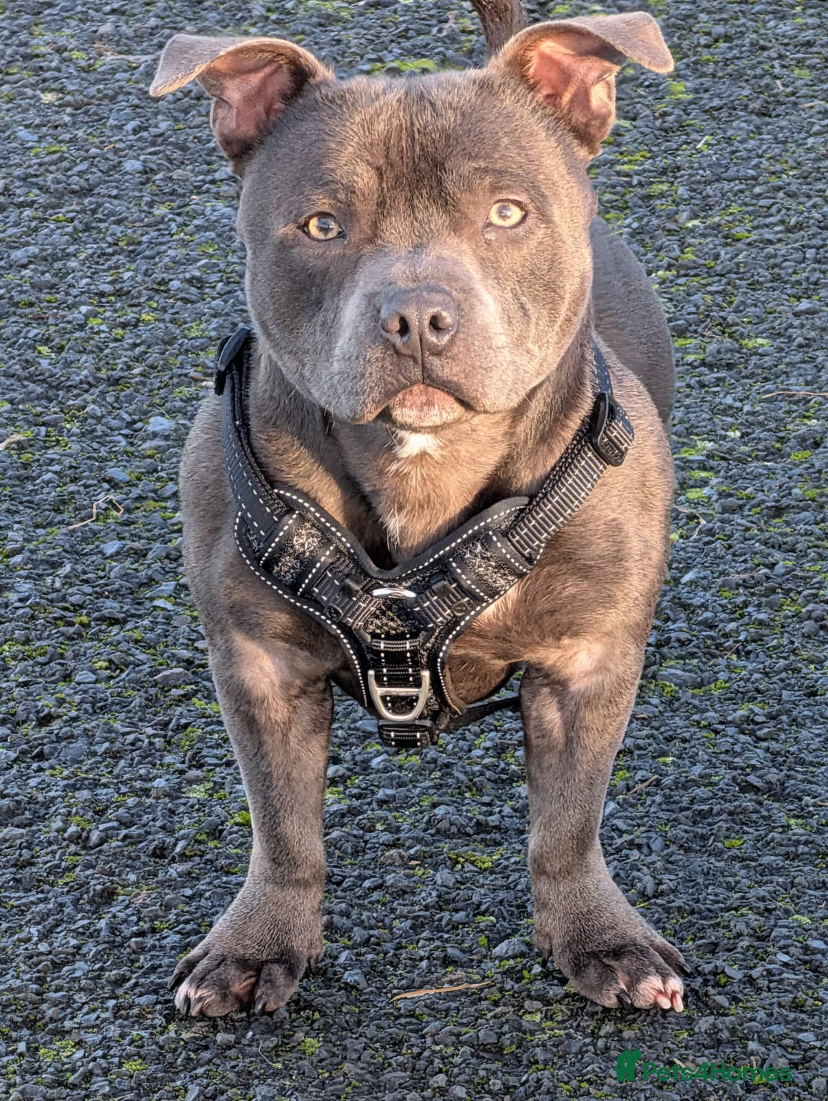 Staffordshire Bull Terrier dogs Diesel the Staffy in Ballymena - Advert 2