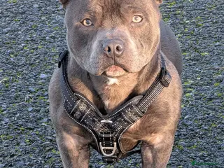 Staffordshire Bull Terrier dogs Diesel the Staffy in Ballymena - Advert 2