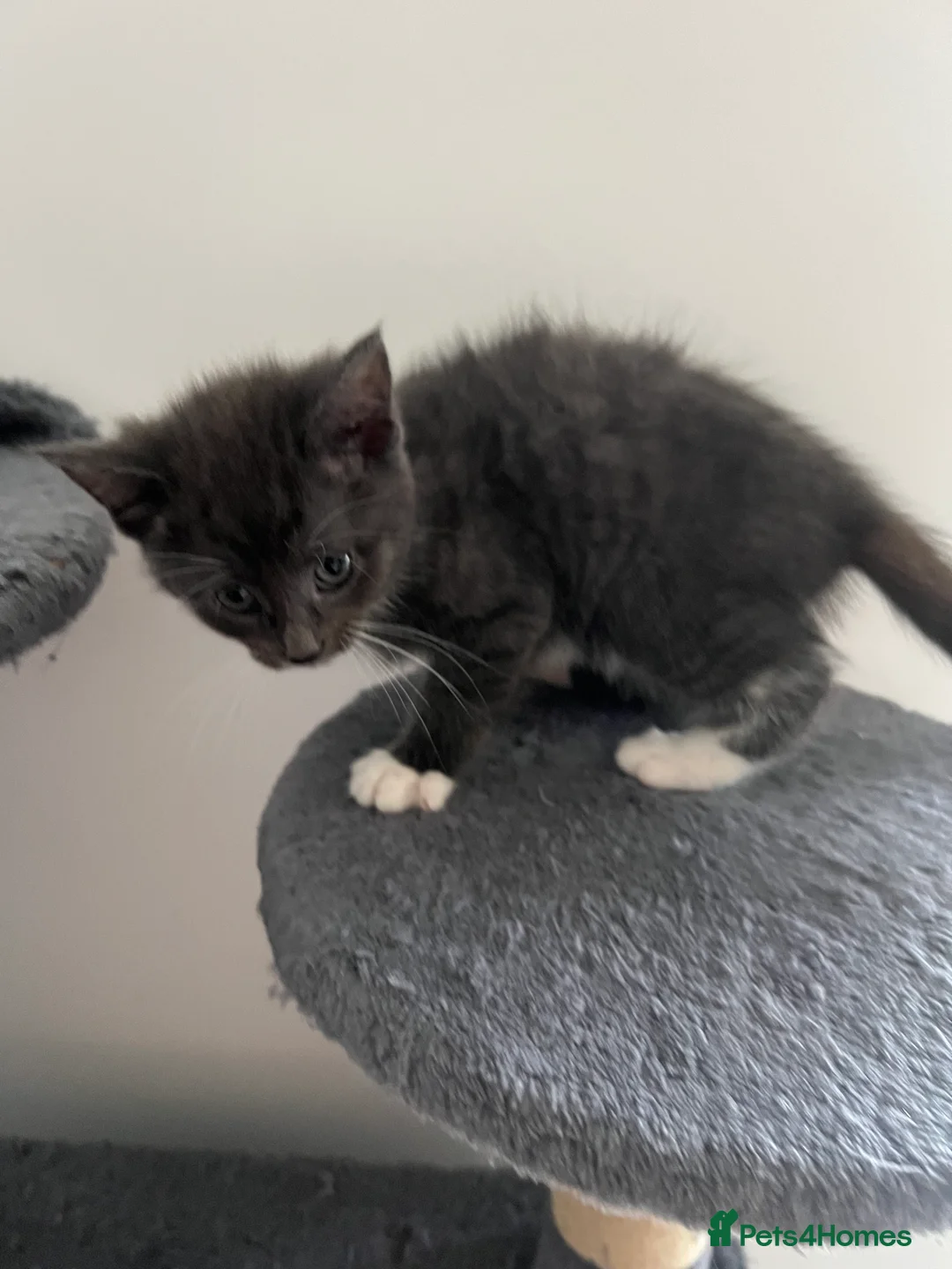 Mixed Breed cats for sale: kittens ready for a new home. - Advert 11