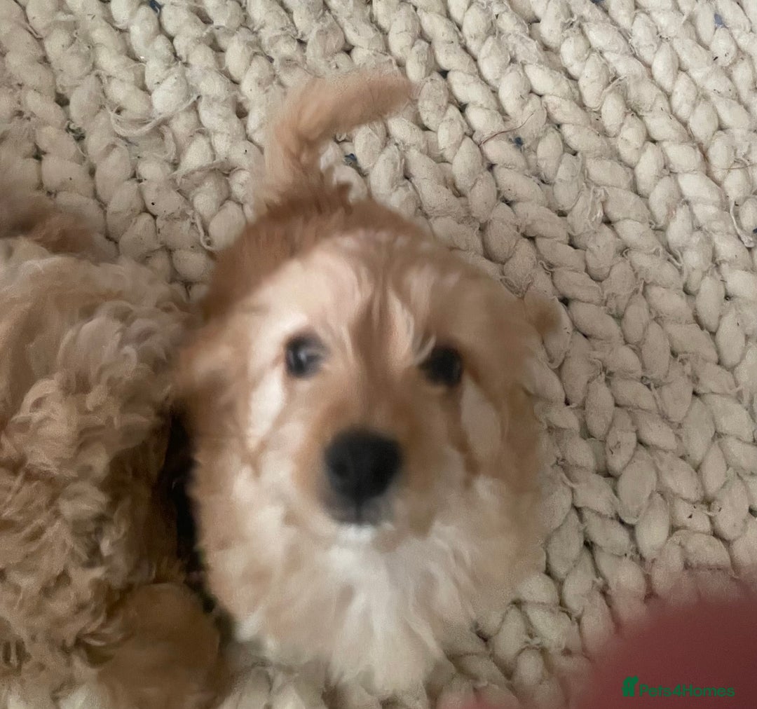 Mixed Breed dogs for sale: Toy Cockapoo puppies - Image 15
