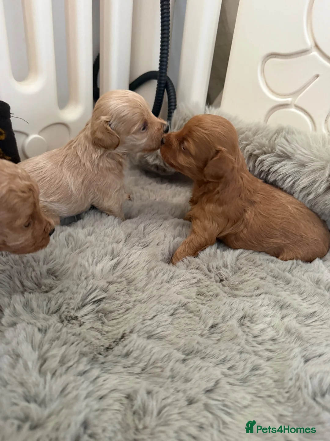 Maltipoo dogs for sale: 🧸 Exceptional Asian F1b Maltipoo Puppies - Advert 2