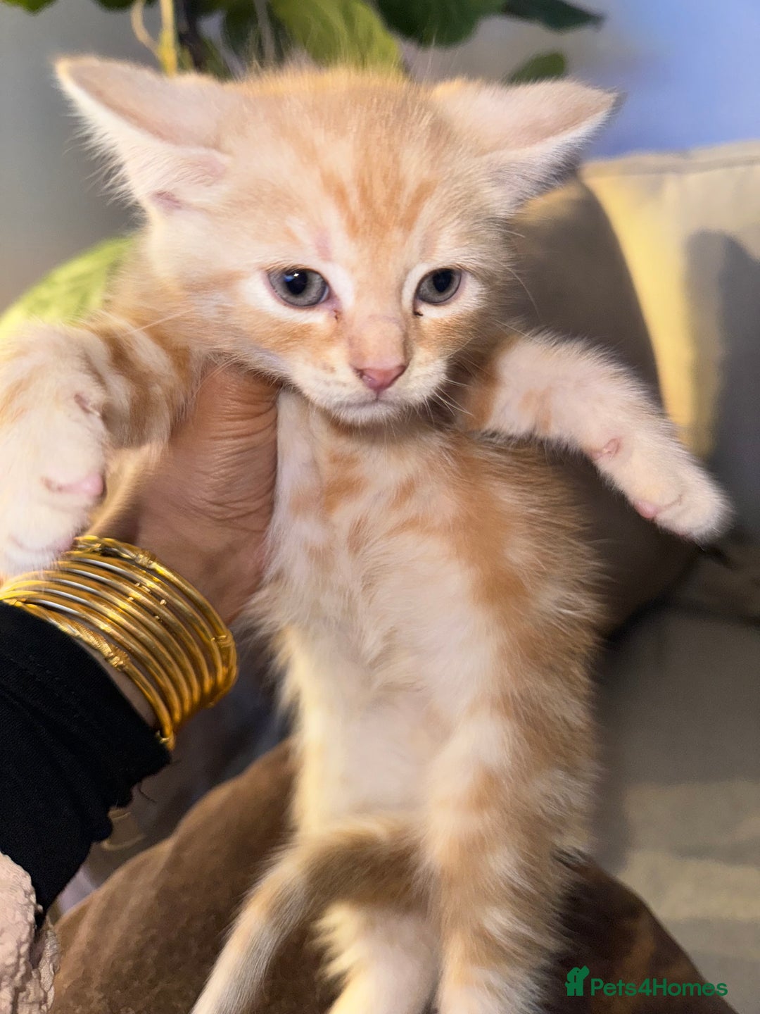 Bengal cats for sale: Bengal and British shorthair mix ginger kitten - Advert 7