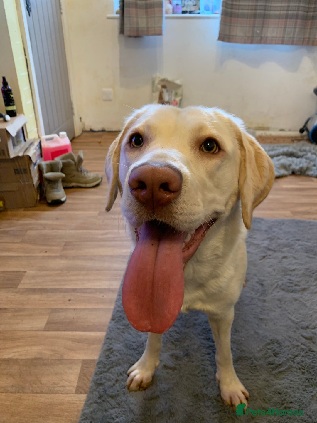 Labrador Retriever dogs for sale: female Dudley labrador for sale  - Advert 4