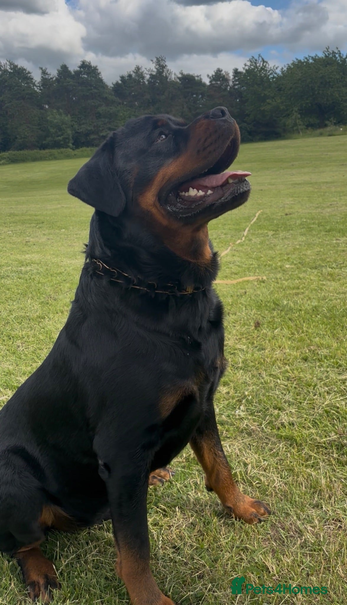 Rottweiler dogs KC Registered Health Tested Rottweiler Stud - Advert 1