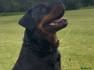 Rottweiler dogs KC Registered Health Tested Rottweiler Stud - Advert 1