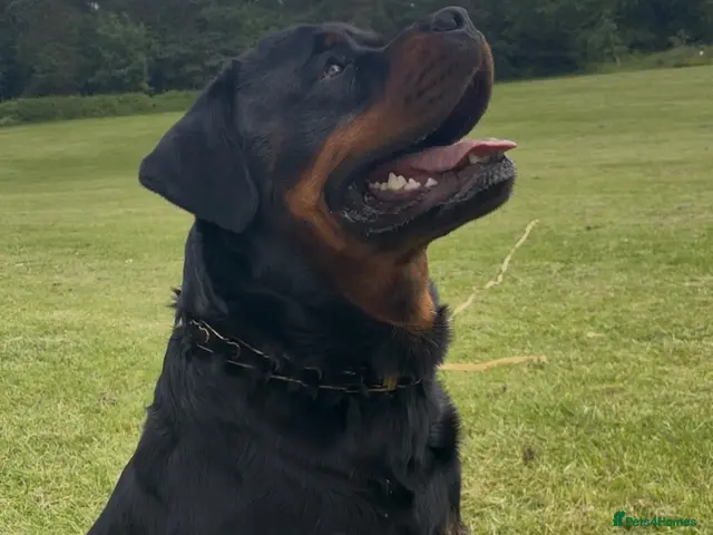 Rottweiler dogs for stud: KC Registered Health Tested Rottweiler Stud - Advert 1