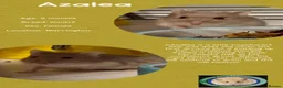 Hamster rodents for sale: Hamsters  - Advert 15
