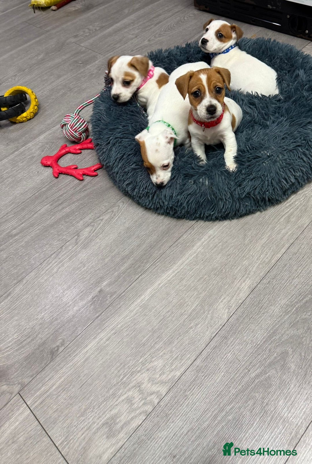 Jack Russell dogs for sale: 8 Week Old Jack Russel Puppies  - Advert 15