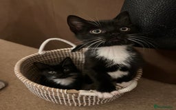 Mixed Breed cats for sale: 5 Gorgeous Happy Babies (Ready to Go) - Image 23