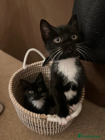 Mixed Breed cats - Advert 1