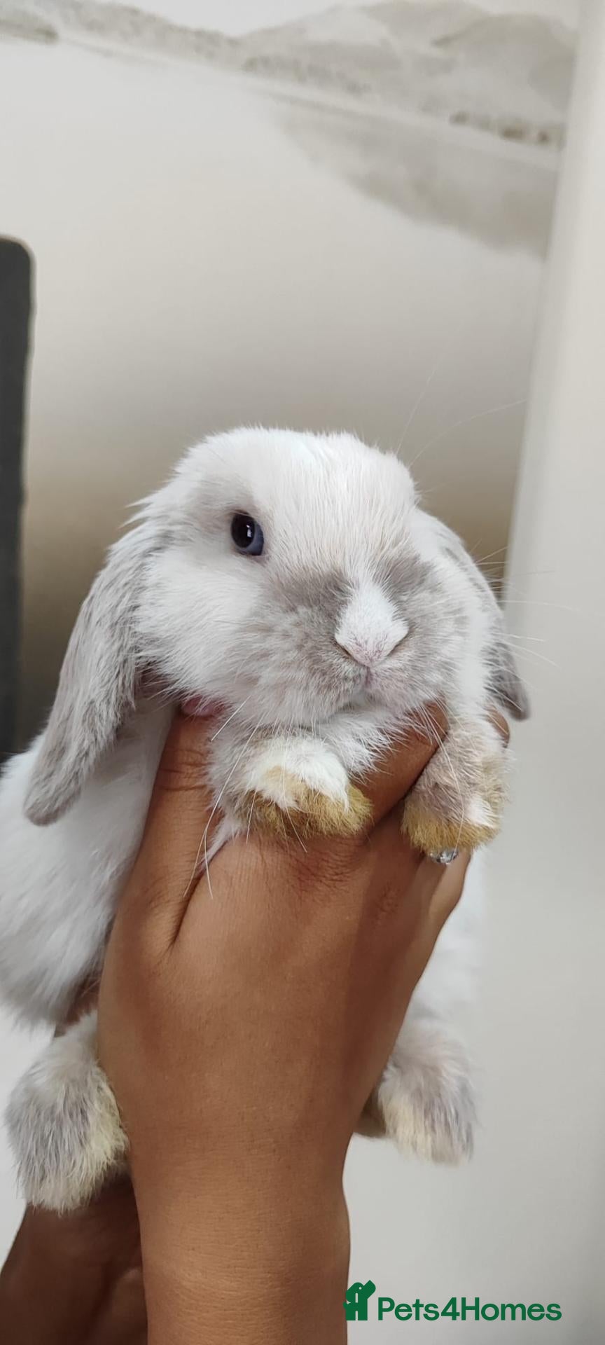 Mini Lop rabbits Last girl left! Beautiful mini lop - Advert 1