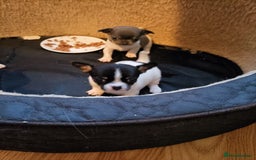Chihuahua dogs for sale: KC Chihuahua puppies  - Image 12