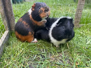 Guinea Pig rodents Gus & Badger - Advert 1