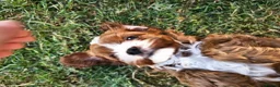 Cavapoo dogs for sale: Cavapoo puppies (toy)DNA CLEAR - Advert 7