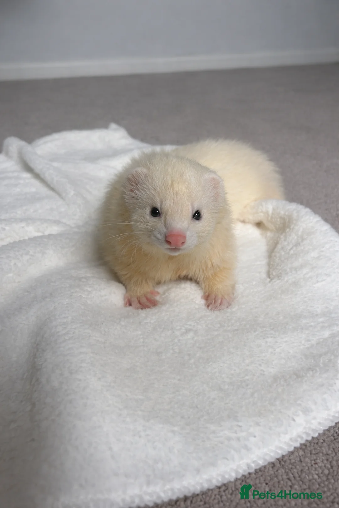Ferret rodents for sale: Male Ferret  - Advert 1