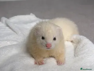 Ferret rodents Male Ferret - Advert 4