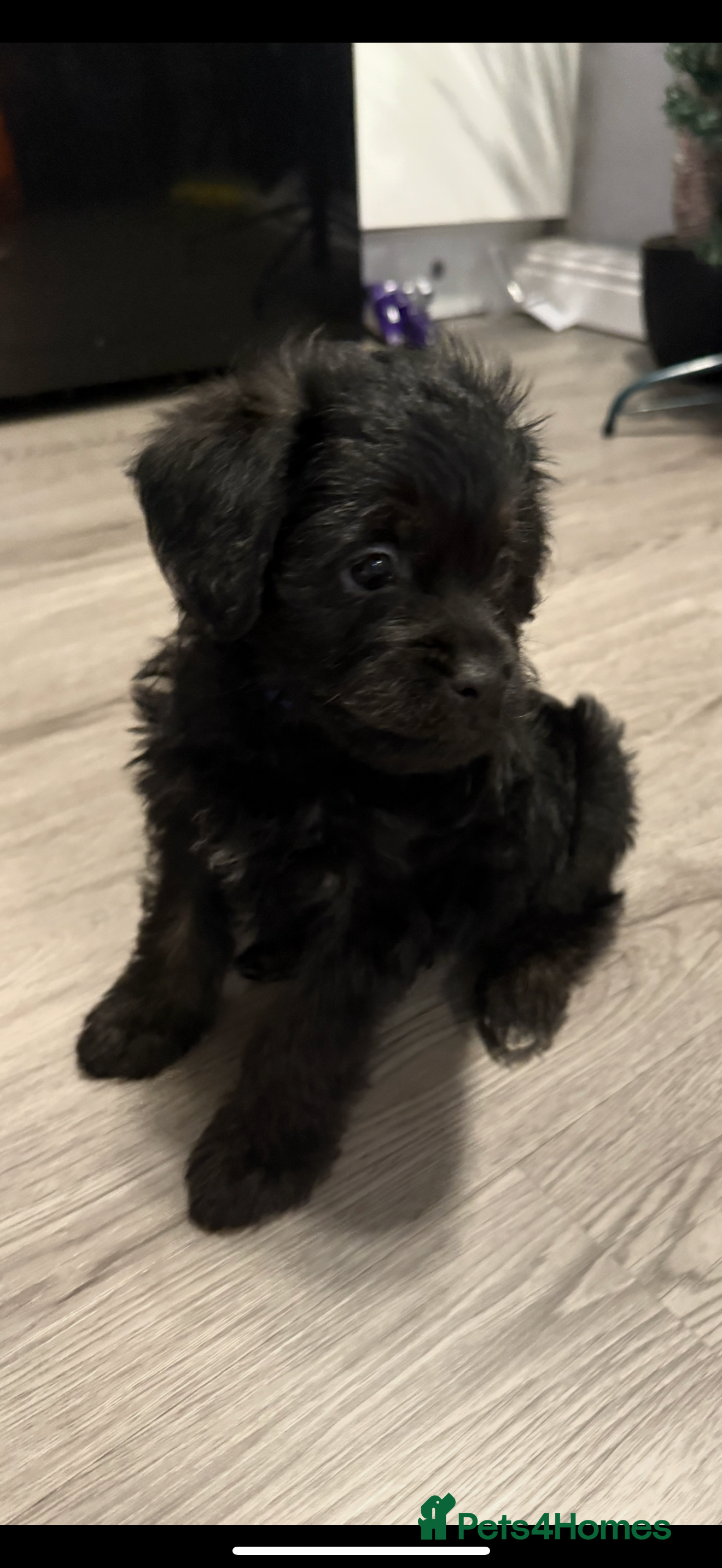 Mixed Breed dogs Shihtzu cross cocapoo (shihpoo) puppies  - Advert 4