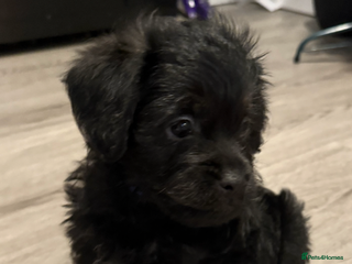 Mixed Breed dogs Shihtzu cross cocapoo (shihpoo) puppies - Advert 17