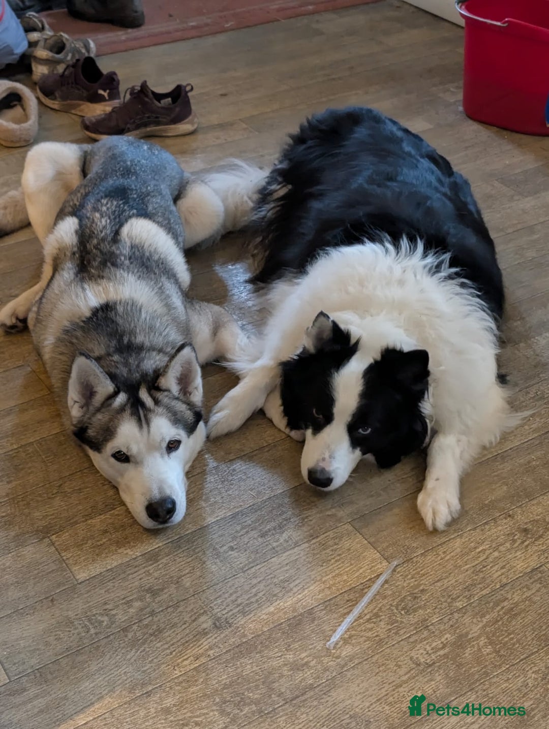 Siberian Husky dogs for sale: Circumstances Forces Sad Sale - Advert 3