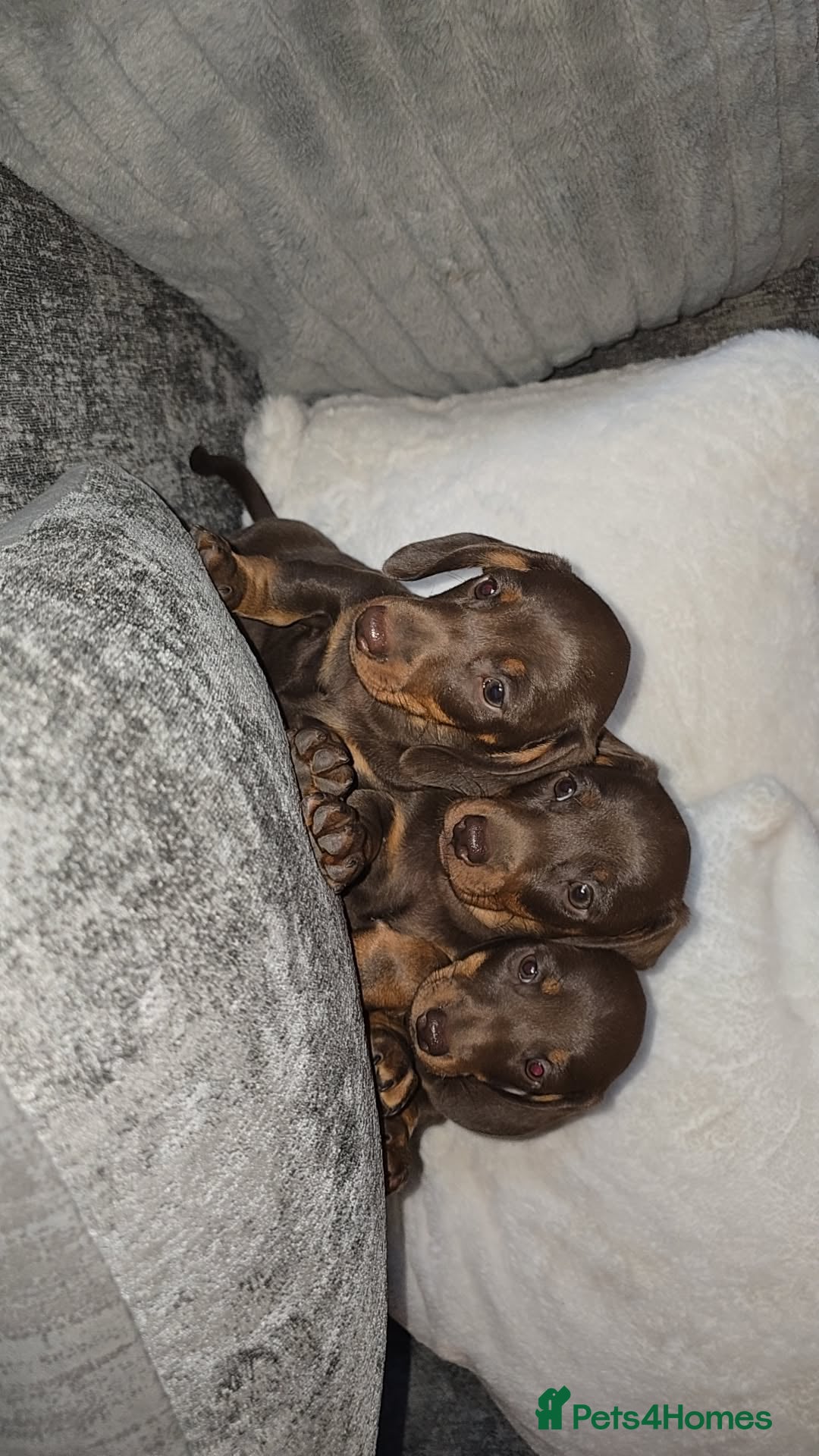 Miniature Dachshund dogs Miniature dachsund puppy's  - Advert 3