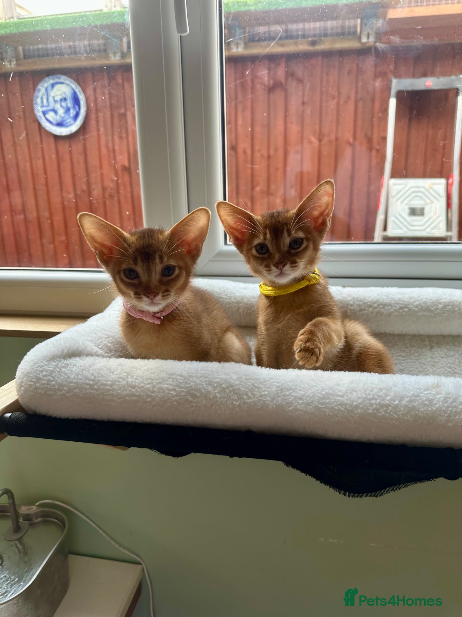 Abyssinian cats for sale: Abyssinian kittens  - Advert 2