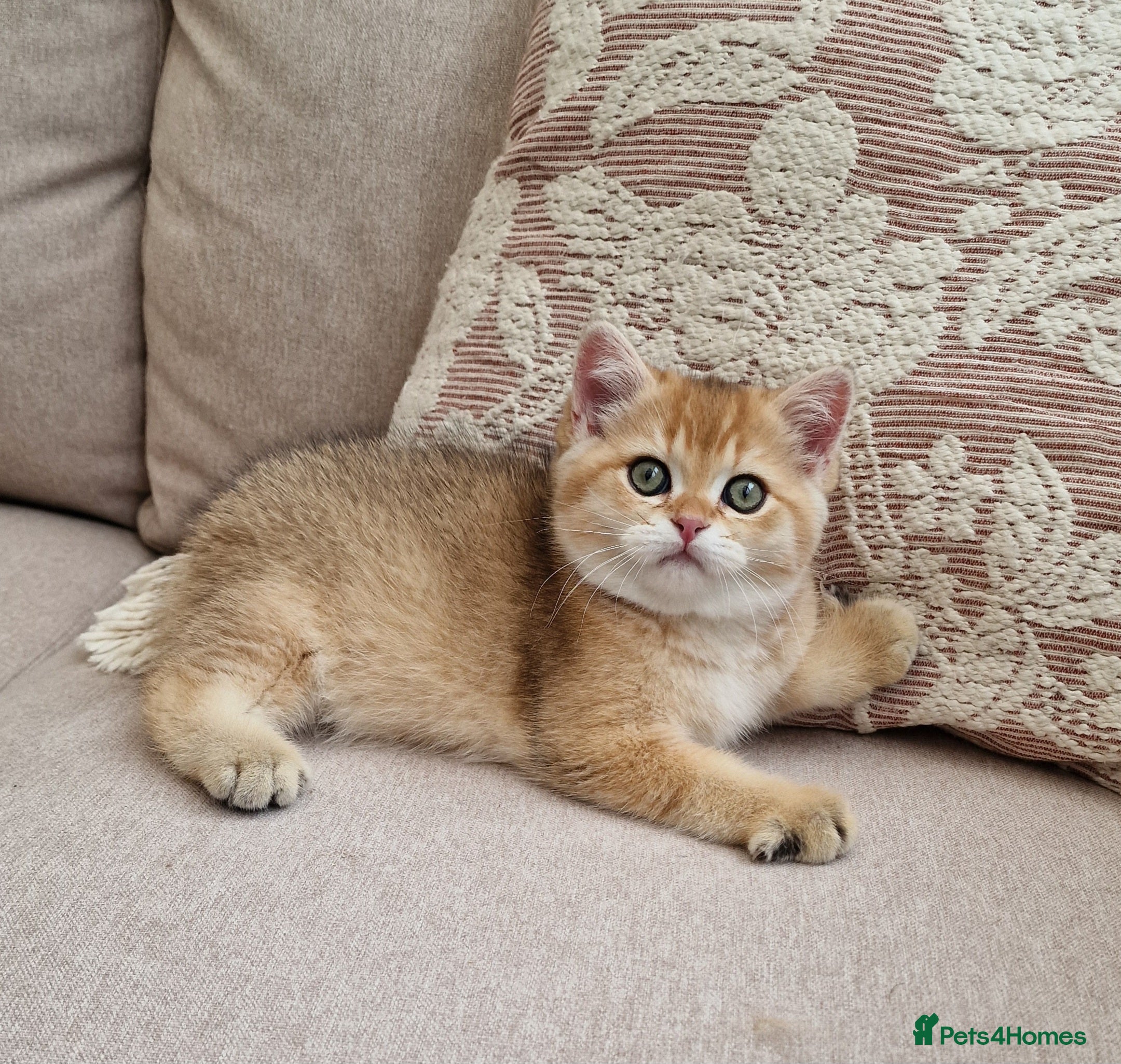 British Shorthair cats British Shorthair Golden Chinchilla Kittens - Advert 2