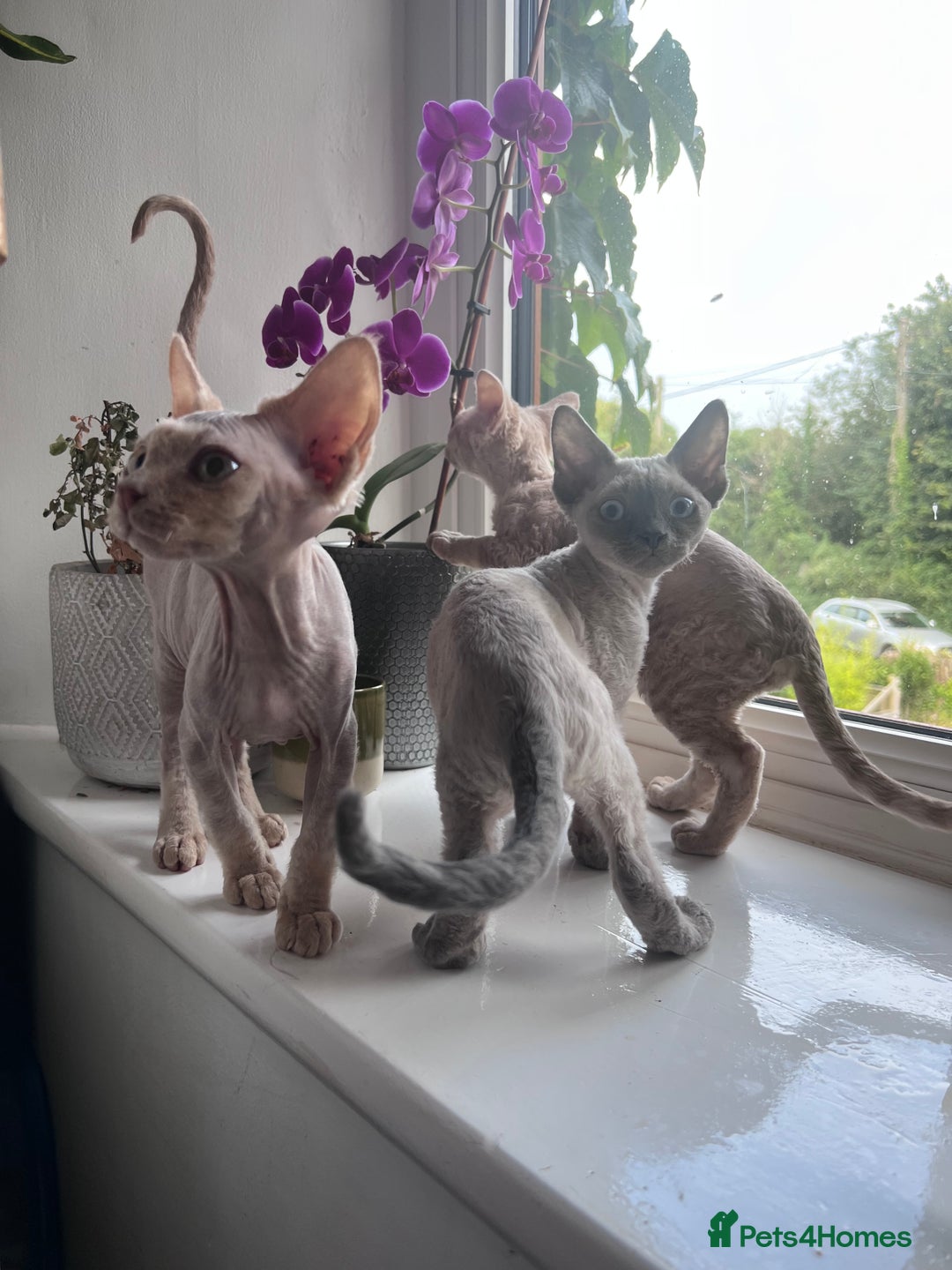Devon Rex cats for sale: Ready now GCCF outstanding Devon Rex kittens  - Image 9