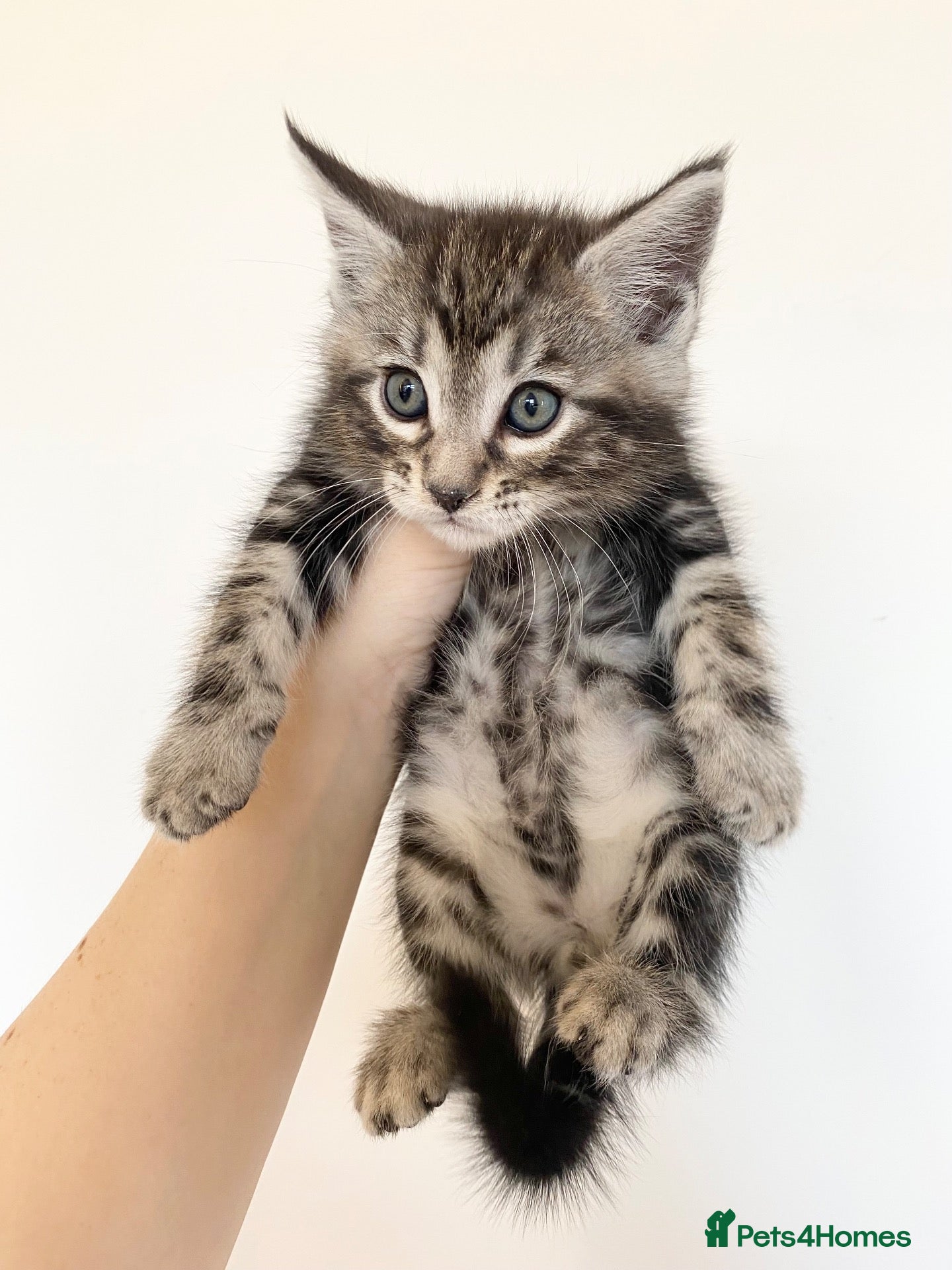 Mixed Breed cats BENGAL X KITTENS READY NOW - Advert 13