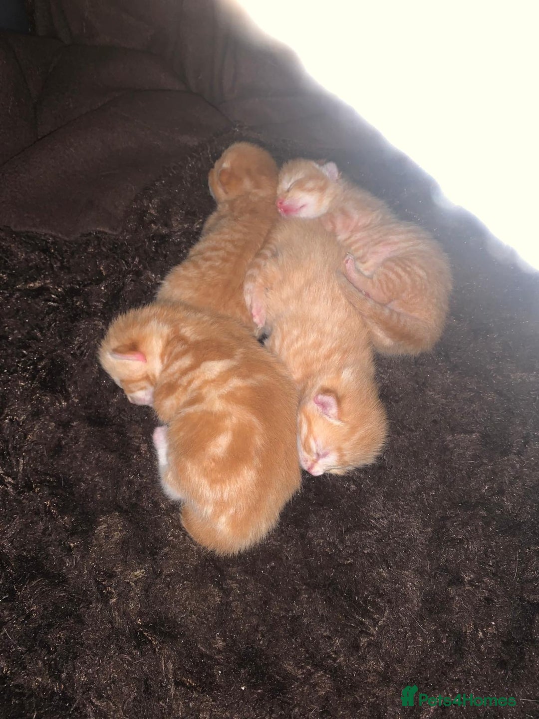 Mixed Breed cats for sale: 4 Beautiful Ginger Kittens - Advert 6