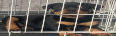 Rottweiler 2