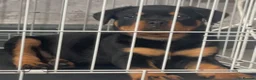 Rottweiler dogs for sale: Rottweiler puppies for sale in Oldbury - Advert 4