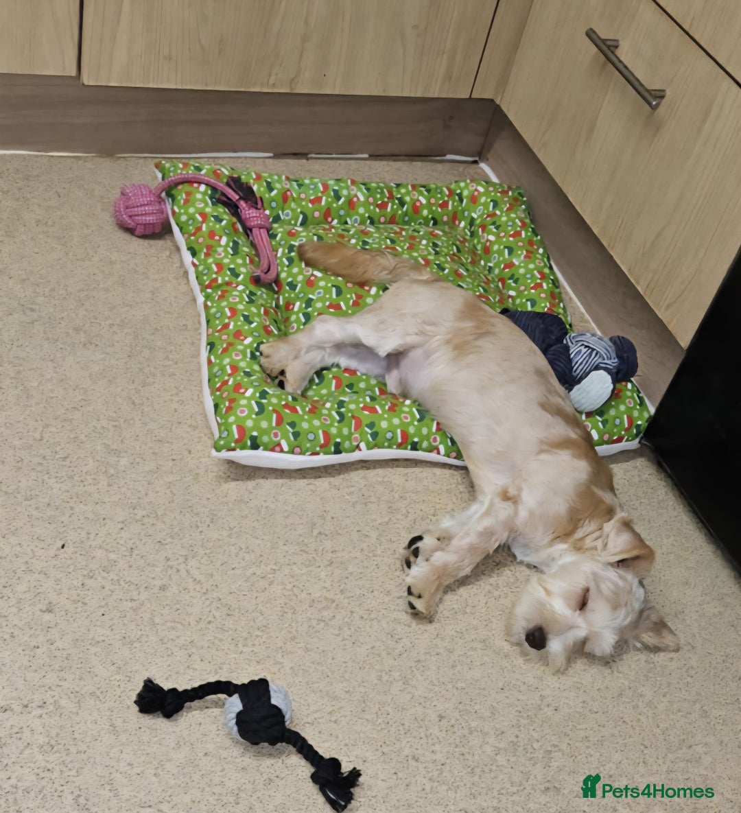 Yorkshire Terrier dogs for sale: 💙 DNA TESTED 💙 Blonde merle (cryptic) boy - Image 4