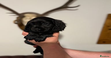 Cocker Spaniel dogs KC registered Cocker Spaniel puppies  - Advert 2