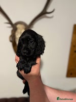 Cocker Spaniel dogs KC registered Cocker Spaniel puppies - Advert 2