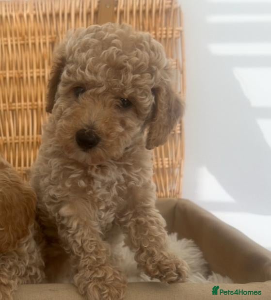 Mixed Breed dogs Unusual Café Au Lait Poodle Puppies - Advert 1
