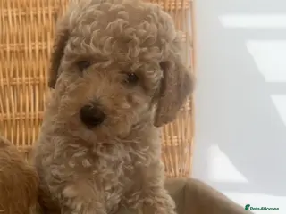 Miniature Poodle dogs for sale: Adorable poodles fully heath tested parents - Advert 1