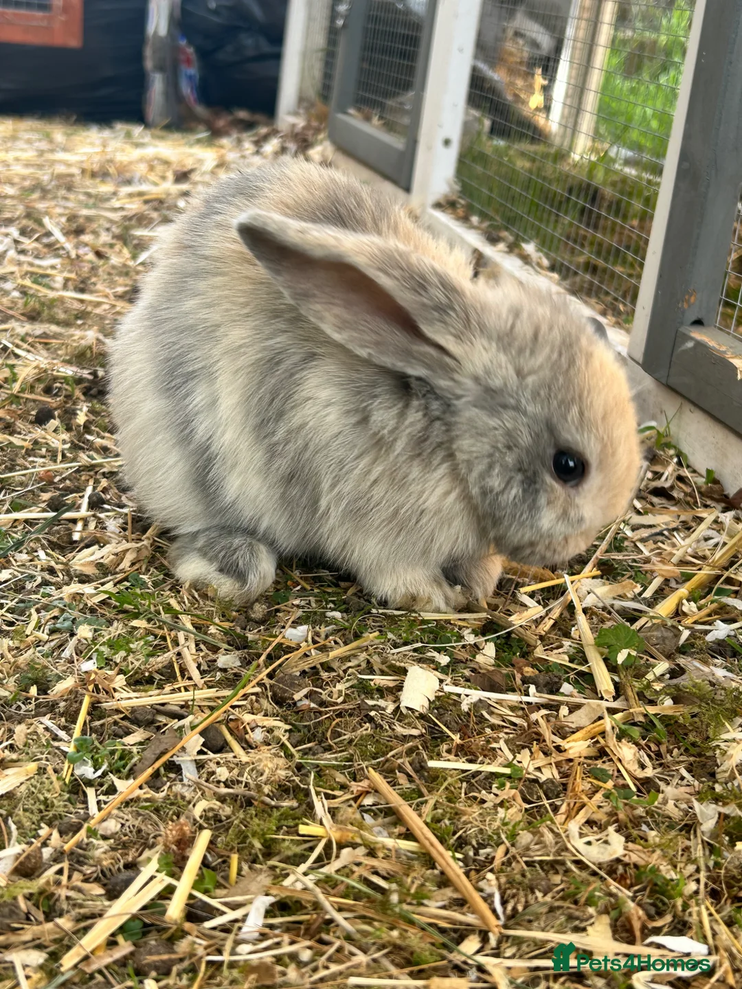 Mini Lop rabbits for sale: Mini lop rabbits x 4  - Advert 5