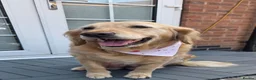 Golden Retriever dogs for sale: 7 KC registered Golden Retriever puppies available - Advert 2