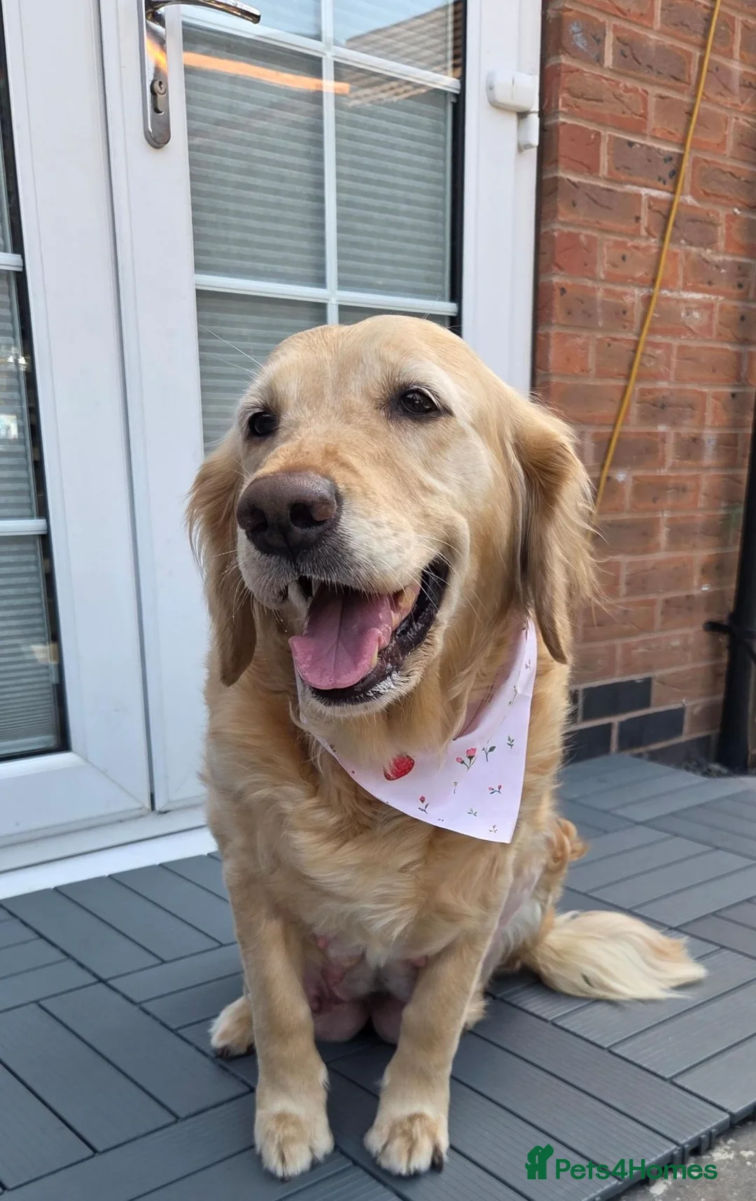 Golden Retriever dogs for sale: 7 KC registered Golden Retriever puppies available - Advert 2