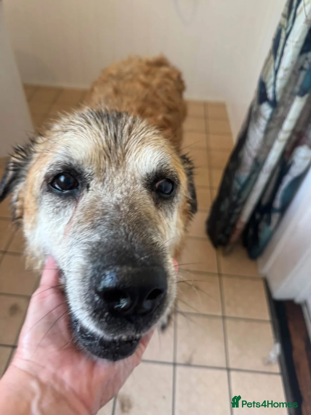 Mixed Breed dogs for adoption: ROSIE 11 yrs large gentle, kind, calm, so friendly in Llanybydder - Advert 12
