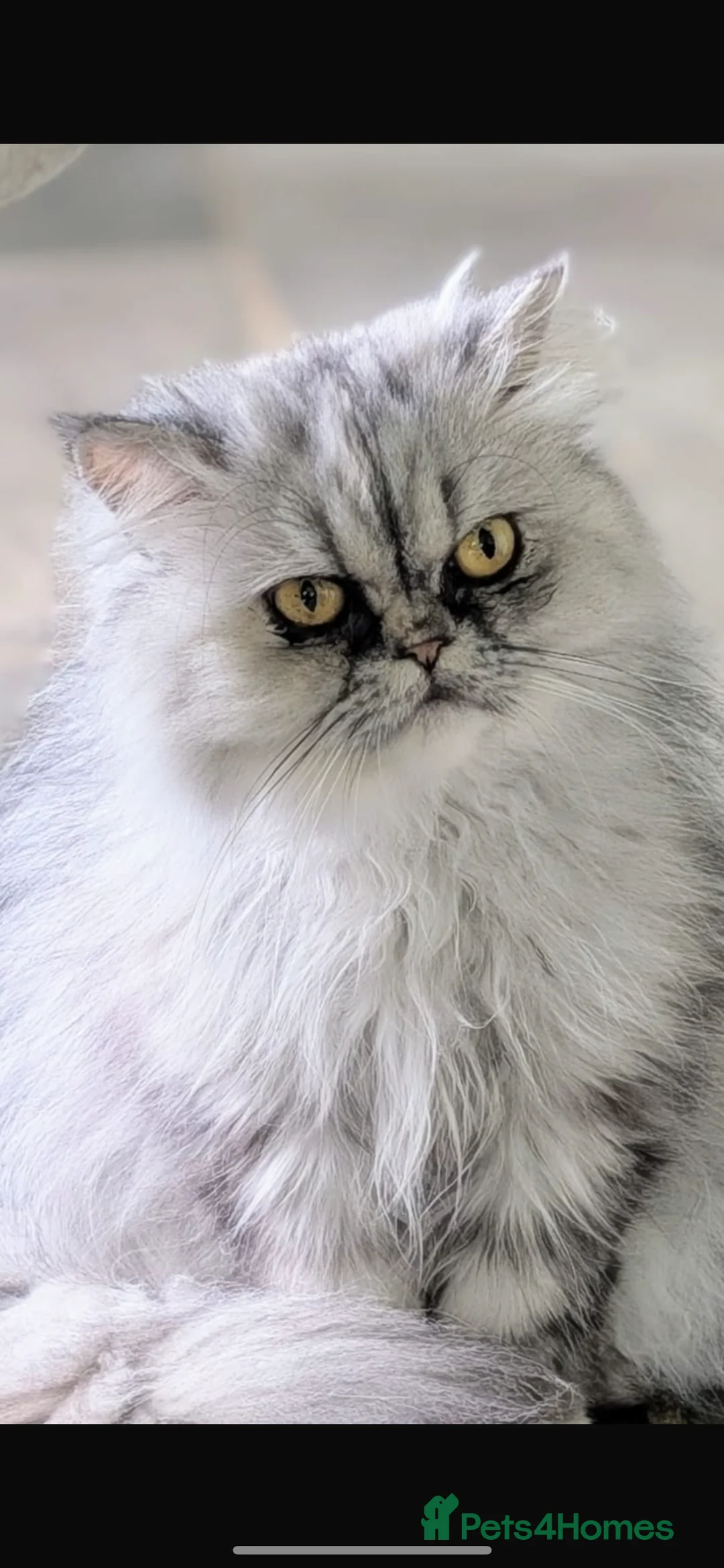 Persian cats for sale: Persian kitten in Watford - Advert 4