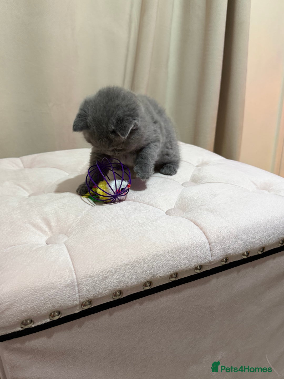 Scottish Fold cats for sale: Scottish Fold/ Straight kitties  - Advert 16