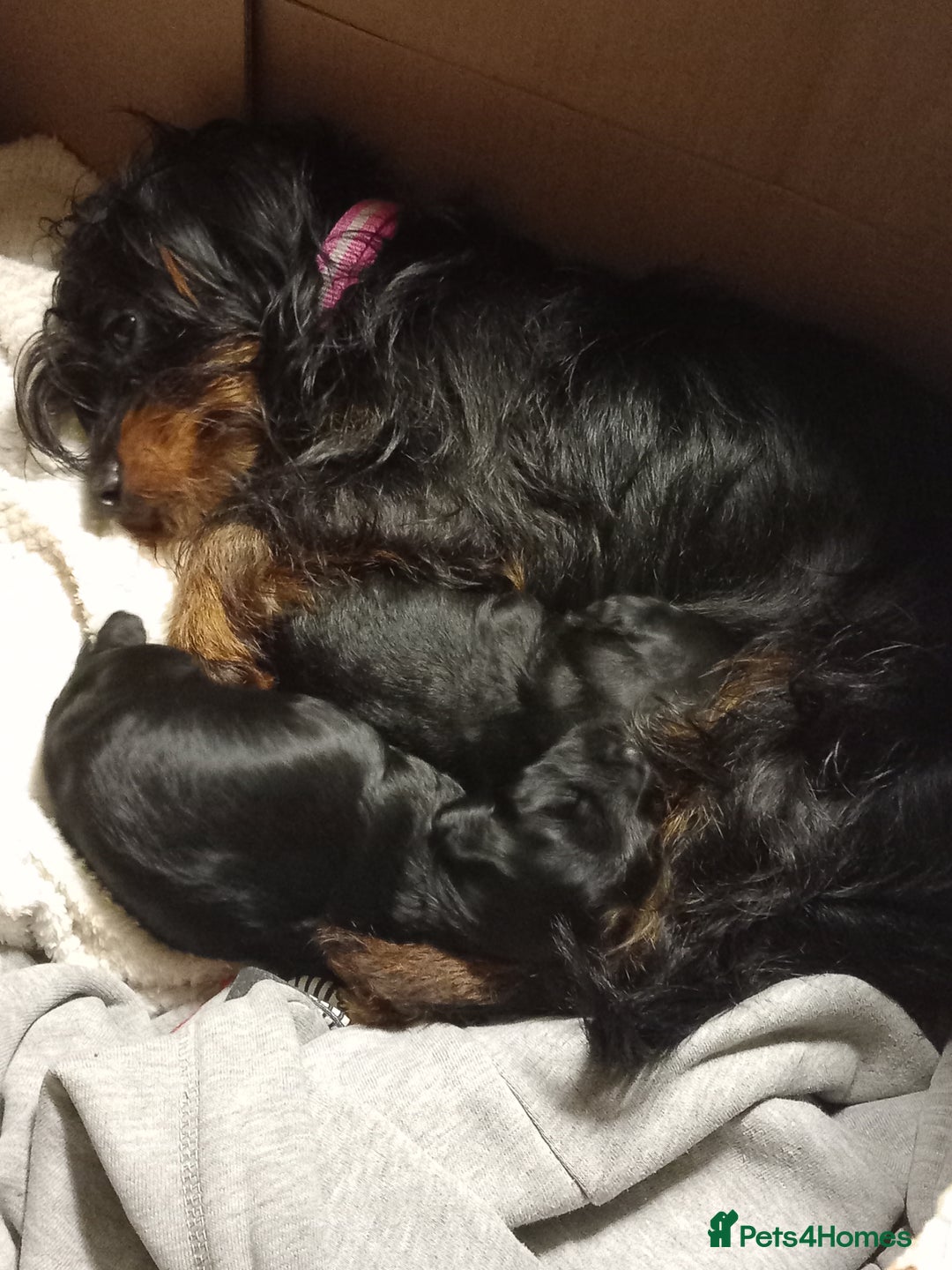 Mixed Breed dogs for sale: Jackapoo cross  - Advert 8