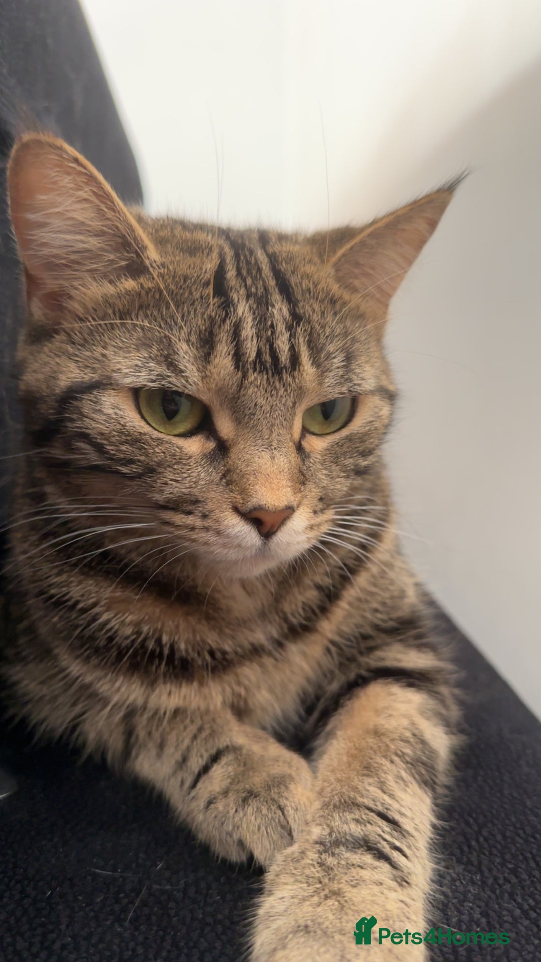 Mixed Breed cats for sale: FREE beautiful tabby urgently needs rehoming - Advert 11