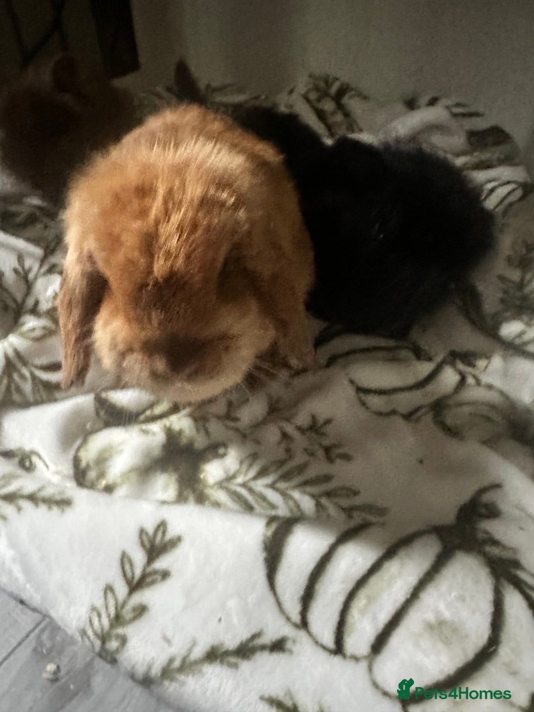Mini Lion Lop rabbits for sale: Mini lion lop babies  - Image 8