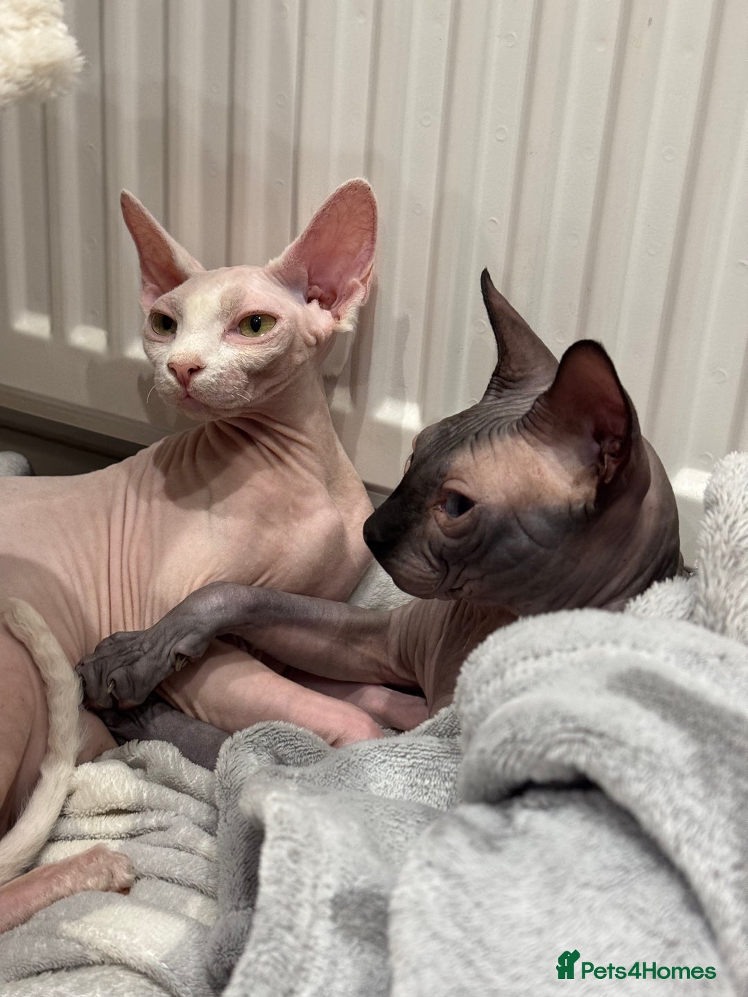 Sphynx cats for sale: Stunning Sphynx Babies seeking forever home 💕✨🐾 - Image 7