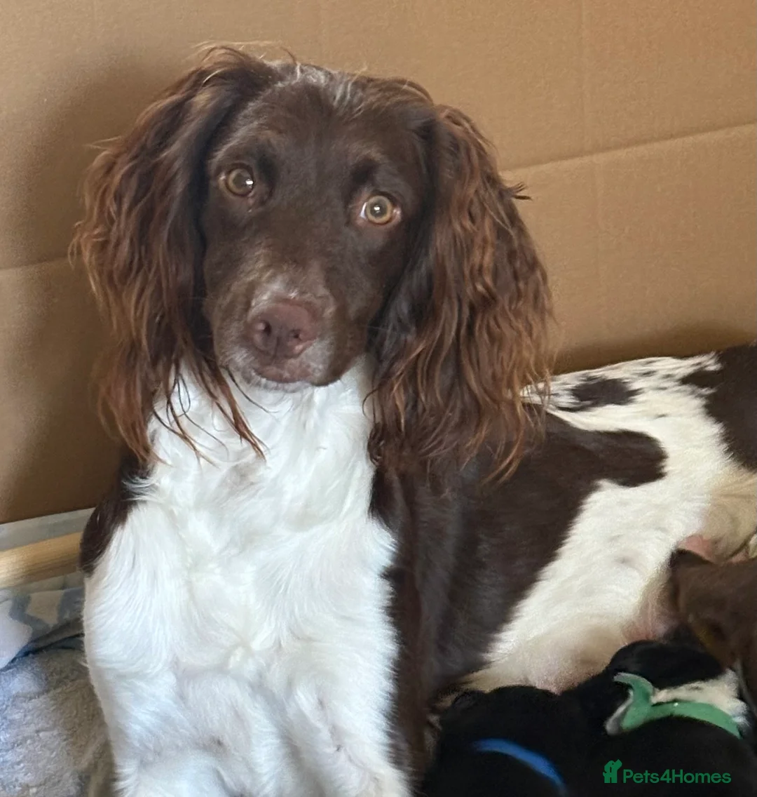 Mixed Breed dogs for sale: Spangold puppies ready end of March  - Advert 1