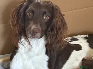 Mixed Breed dogs Spangold puppies ready end of March - Advert 2